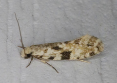 Nemapogon auropulvella