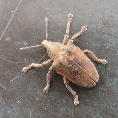 Gonipterus platensis