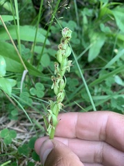Platanthera aquilonis