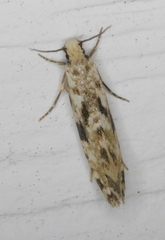 Nemapogon auropulvella