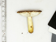 Russula pulverulenta