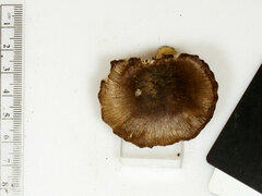 Russula pulverulenta