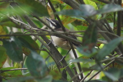 Campylorhynchus griseus