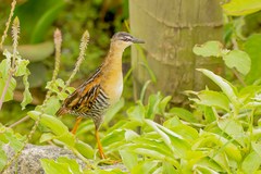 Hapalocrex flaviventer