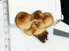Marasmius cystidiosus