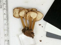 Marasmius cystidiosus