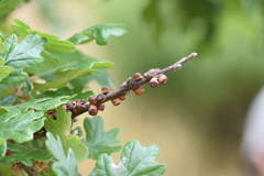 Disholcaspis mellifica