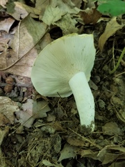 Lactifluus glaucescens