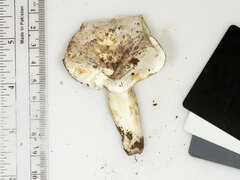 Lactifluus glaucescens