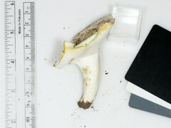 Lactifluus glaucescens