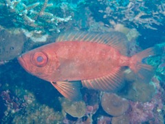 Priacanthidae