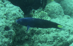 Thalassoma lunare