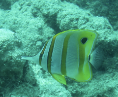 Chelmon rostratus