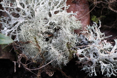 Usnea subfloridana