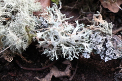 Evernia