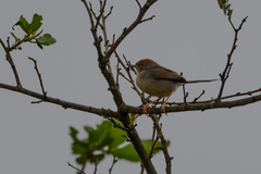 Cisticola angusticauda