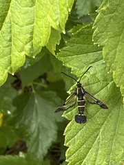 Synanthedon tipuliformis