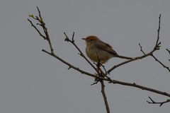 Cisticola angusticauda