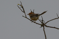 Cisticola angusticauda