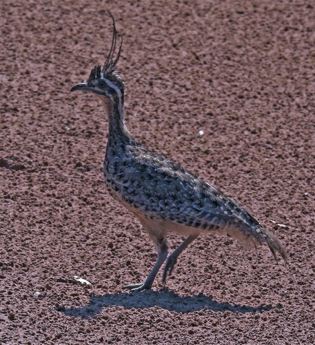 Quebracho Crested Tinamou (Eudromia formosa)