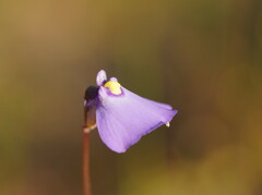 Utricularia grampiana