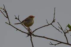 Cisticola angusticauda