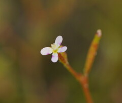 Stylidium despectum