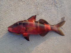 Parupeneus multifasciatus