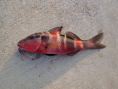 Parupeneus multifasciatus