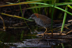 Laterallus exilis