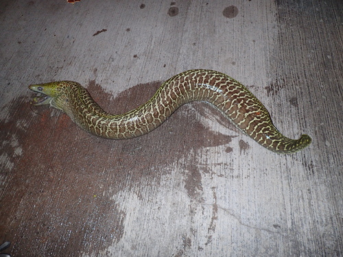 Undulated Moray