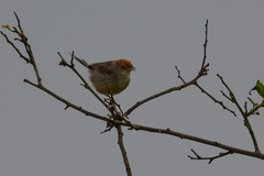Cisticola angusticauda