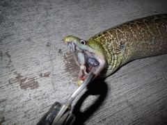 Gymnothorax undulatus