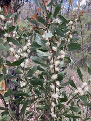 Hakea dactyloides