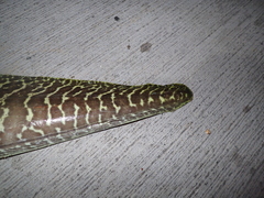 Gymnothorax undulatus