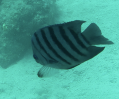 Abudefduf bengalensis