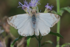 Heliopetes laviana