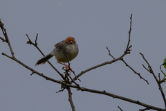Cisticola angusticauda