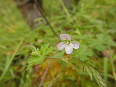Geranium solanderi