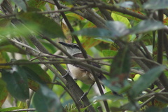 Campylorhynchus griseus
