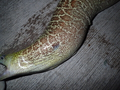 Gymnothorax undulatus