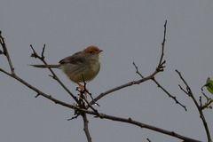Cisticola angusticauda