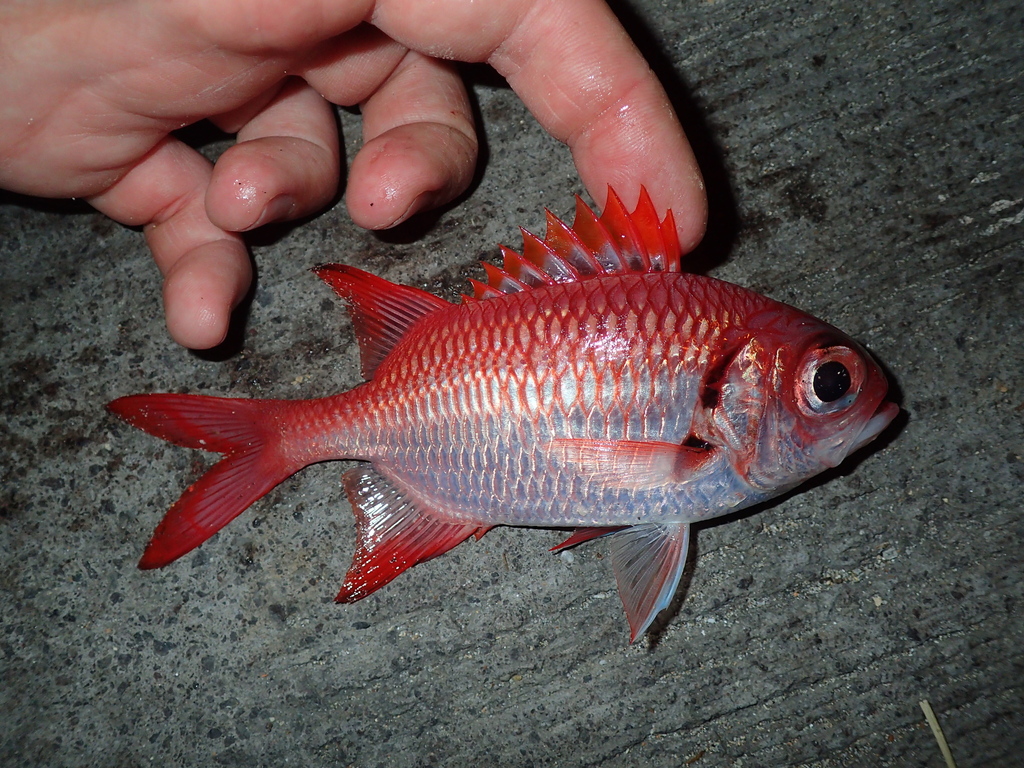 Brick soldierfish (Myripristis amaena) — Holocentridae