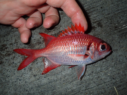 Brick soldierfish (Myripristis amaena) — Holocentridae