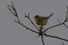 Cisticola angusticauda