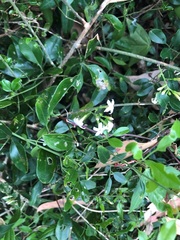 Jasminum didymum racemosum