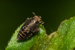 Pissonotus