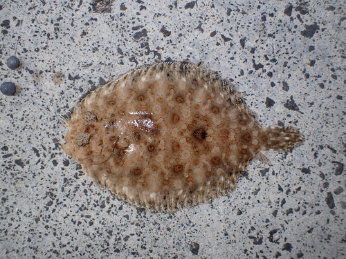 Luipaardbot (Bothus pantherinus) — Bothidae — 3