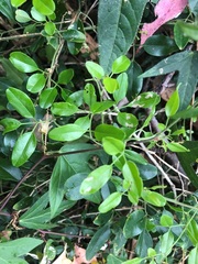 Jasminum didymum racemosum