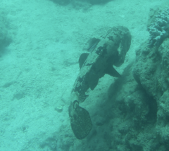 Epinephelus fuscoguttatus